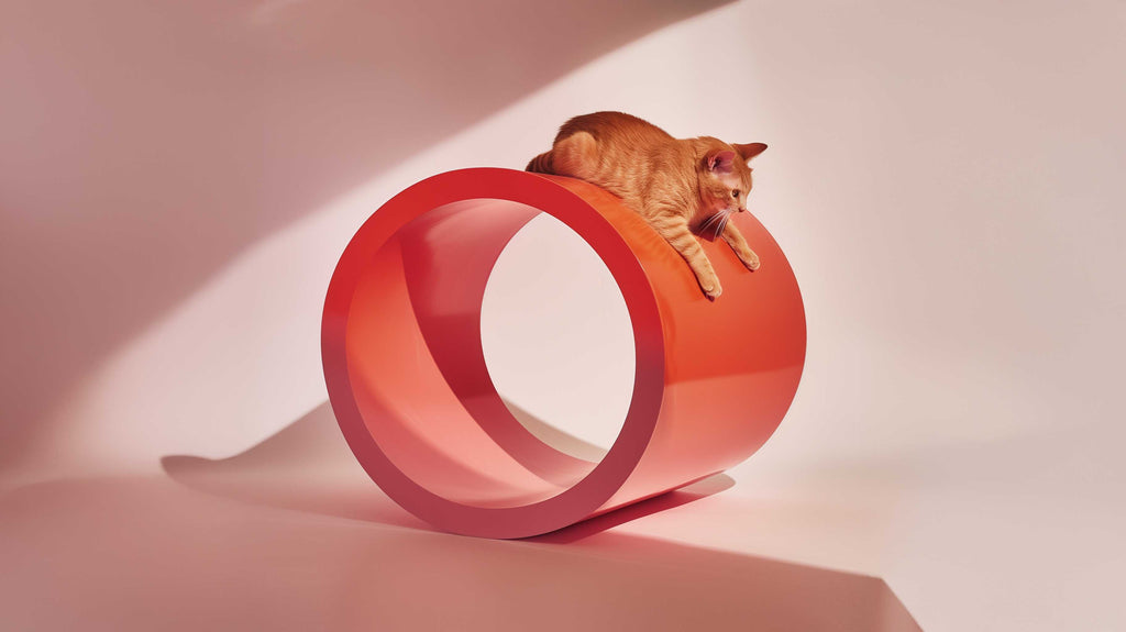 Everything for your pets